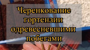 Черенкование гортензий одревесневшими черенками