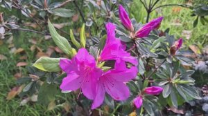 Песня на Выпускной Школьный вальс Последний звонок