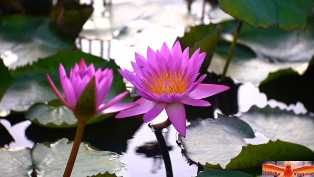 теперь я живу без тебя.   продолжение песни   ну как так получилось?