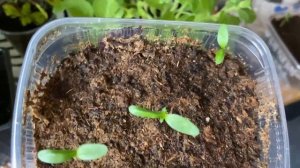 Колеусы растут, бархатцы взошли, петуния цветет