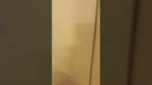 Наша собачка (имя Марс)