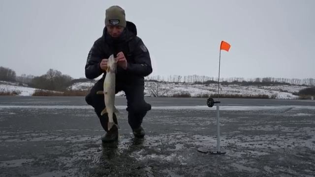 Ловля щуки на жерлицы по первому тонкому льду. Зимняя рыбалка 2025