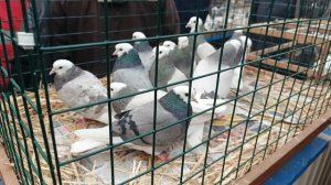 21.03.26 ЯРМАРКА ГОЛУБЕЙ. МОСКВА