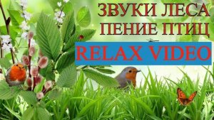 Релакс видео. Весенний лес, пение птиц, журчание ручья.