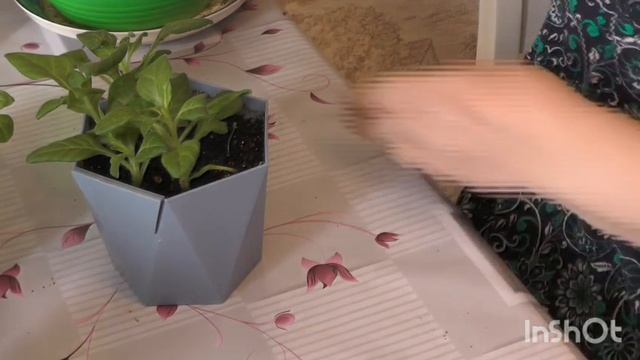 Наконец то приняла решение по перцу. Черенки питунии однозначно хотят новое жилье.