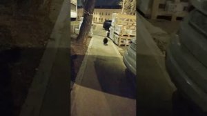 Мы идём гулять с собакой! | 21-мар-2026 2