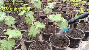 Первый полив вегетирующих саженцев винограда.