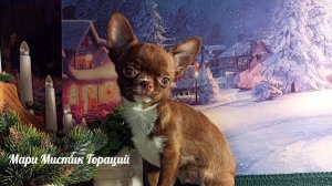 Мари Мистик Гораций МИНИ +79215950848 #купить_щенка_чихуахуа_продаю