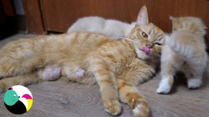 Три котенка и мама-кошка