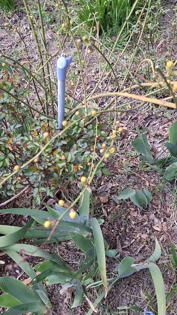 #анапа Всё цветёт