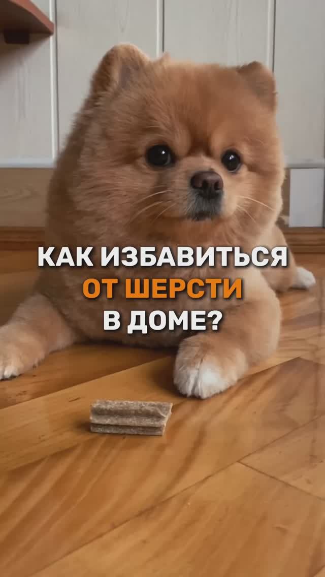 Как избавиться от шерсти в доме?