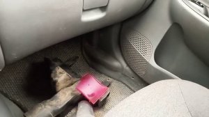 Портативная психушка