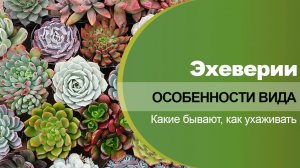 Как ухаживать за эхевериями, какие бывают, чем отличаются.
