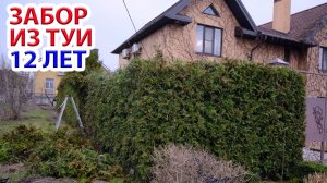 Туя для живой изгороди 12 лет  - результат