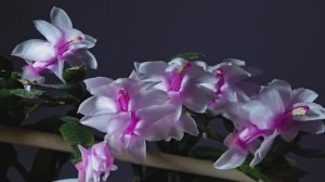 Цветы в марте.