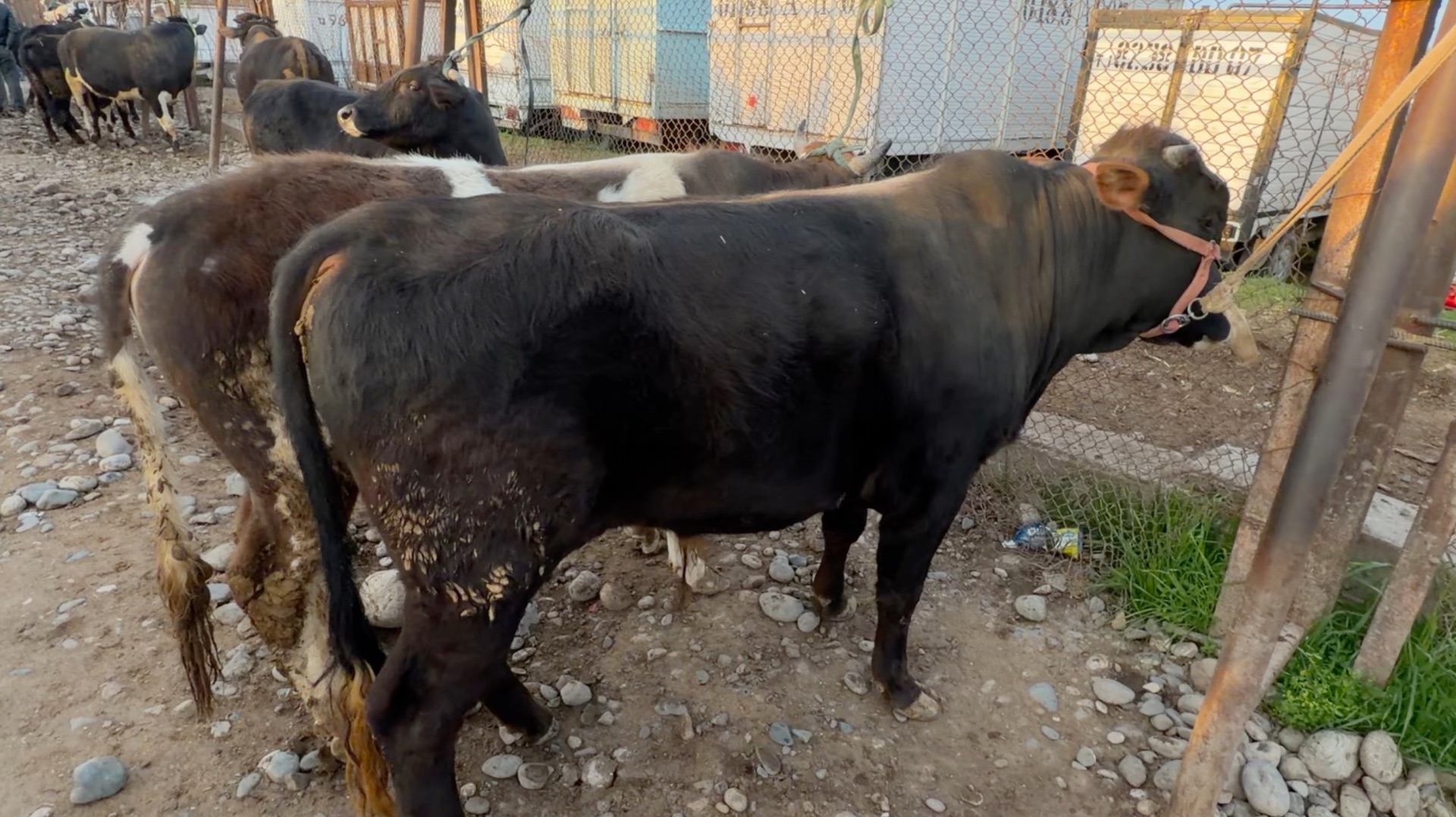 ШАНБЕ БОЗОР РЕГАР НАРХИ БУКАЧА 2026