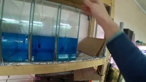 (всё_про_аквариум)_4