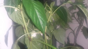 21.03.2026 Немного о разном: о посевах Эксибишен, о перце Халиф и, уже о планах на 2027