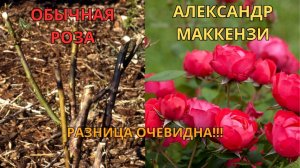 Хватит укрывать розы! ❌ Показываю, как перезимовали обычные сорта и канадские.