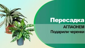 Пересадка аглаонем. Подарили черенки зеленых аглаонем.