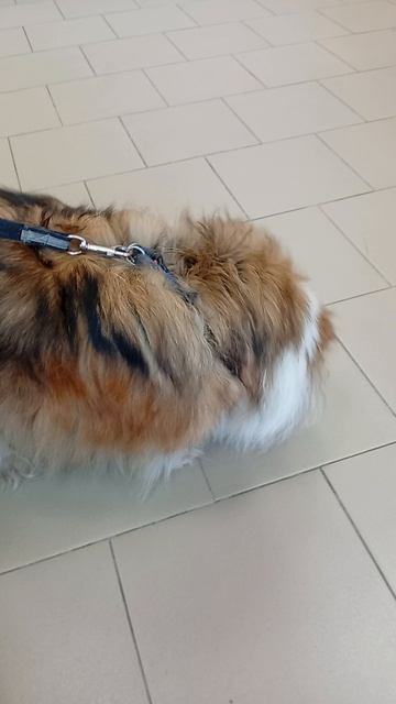 Юми шелти пришла к врачу 21.03.26