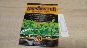 На 12 день после пекировки обработала томаты, чтобы они не вытянулись