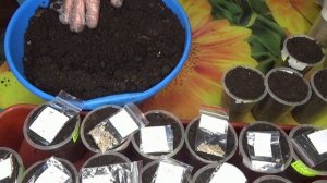 Какой сорт томата можно вырастить в горшке? Ответ на вопрос зрителей.