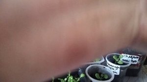 Рассада не особо радует 🫣 Ничего не успеваю 🤦