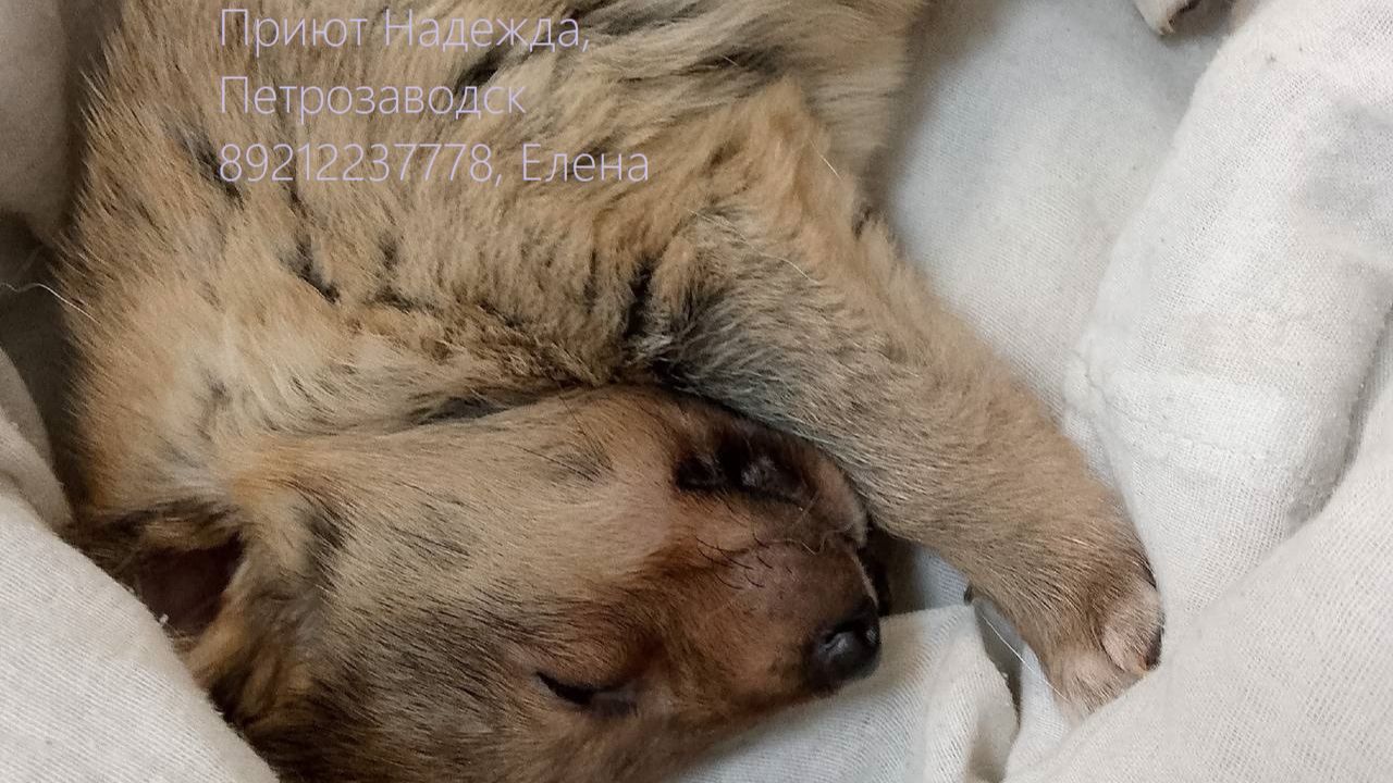 ЕЖИК. Возвращение в Петрозаводск