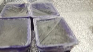 ЧТО РАСТЁТ У МЕНЯ ЗА РАССАДА/ /ПОКУПКИ ДЛЯ ДАЧИ//ПЕРЕСАДКА ЗЕМЛЯНИКИ/ /