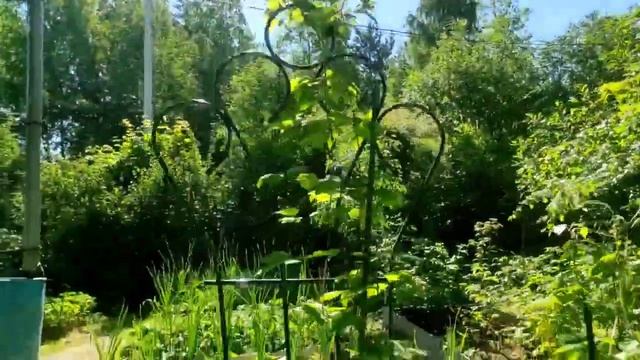 54-Дача..Жара..Пионы раскрываются..27.06.22.