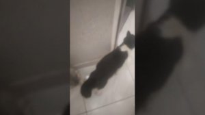 кот кекс 🍰