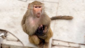 Вот это НОВОСТЬ! Габриэлла РОДИЛА малыша! Мы в приятном шоке! Кто бы мог подумать???  Дед снова отец