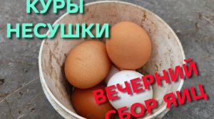 Куры-несушки Вечерний сбор яиц