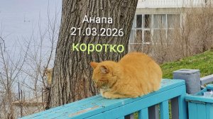 Анапа 21.03.2026 коротко