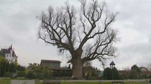 В парках Сочи проверили состояние вековых деревьев