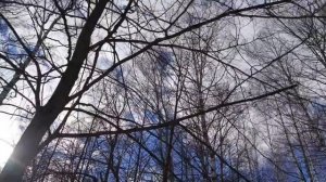 Журчит ручей