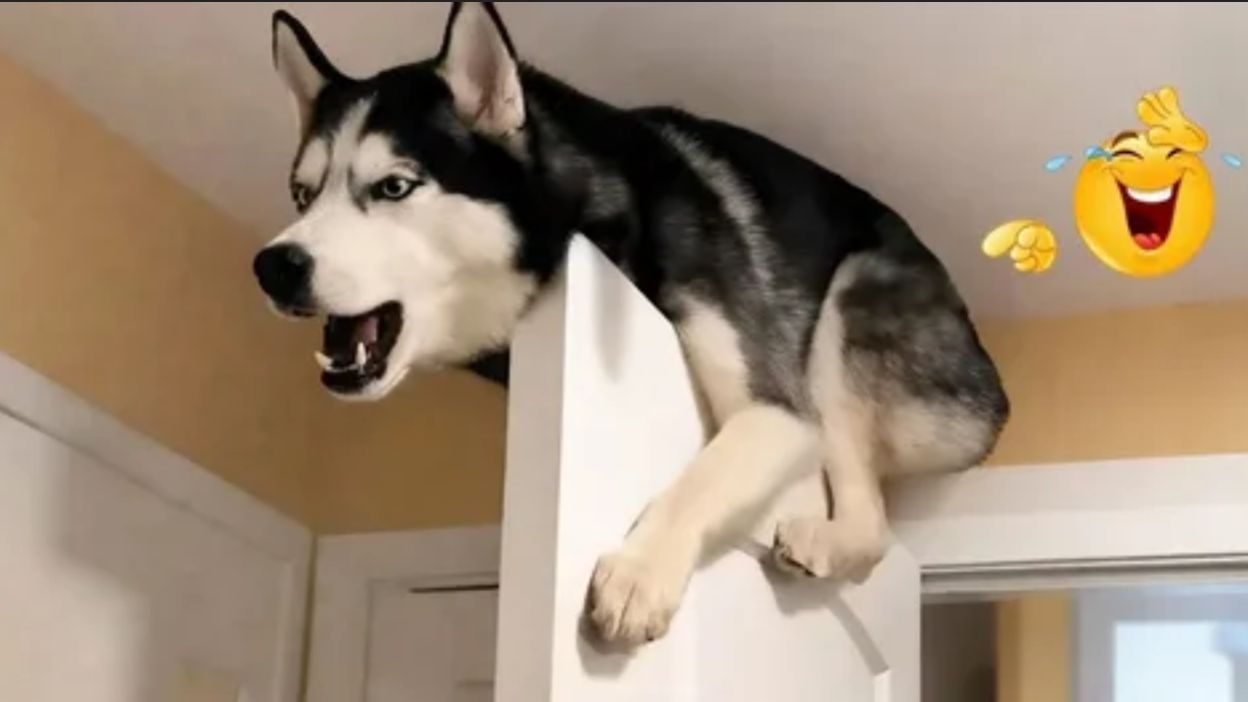 ЛУЧШИЕ ПРИКОЛЫ 2026 СМЕШНЫЕ ЖИВОТНЫЕ, КОТЫ, КОТИКИ, САМОЕ СМЕШНОЕ ВИДЕО