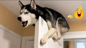 ЛУЧШИЕ ПРИКОЛЫ 2026 СМЕШНЫЕ ЖИВОТНЫЕ, КОТЫ, КОТИКИ, САМОЕ СМЕШНОЕ ВИДЕО