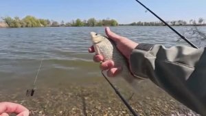 POP-UP на карася рыбалка на донку и навозного червя