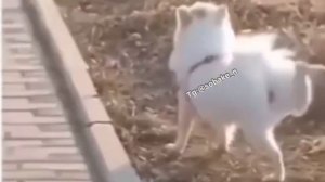 Если закапывать какахи, то грациозно