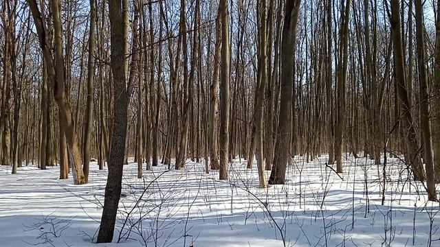 Белочка в роще