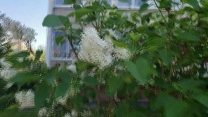 Расцвела СИРЕнЬ черёмуха в саду