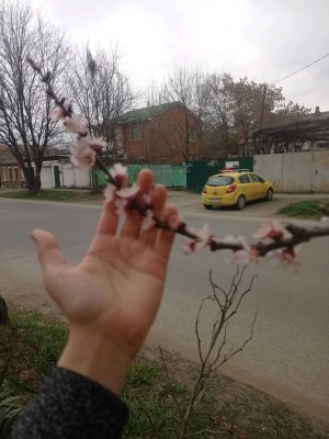 секрет лицу не может на фортепиано