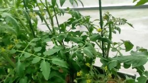 49-22.06.22.Дача..ух и Гроза в начале лета пронеслась ураганом 🤣