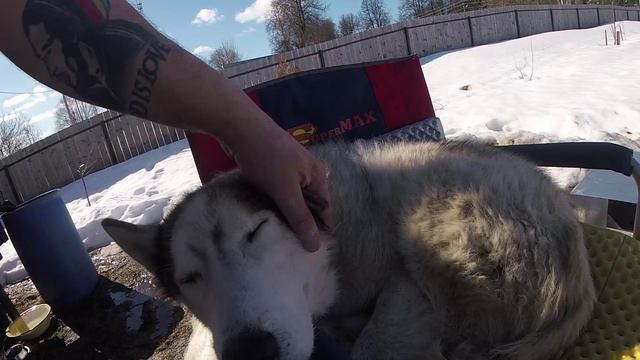 Деревня Соснино (Волчёк)