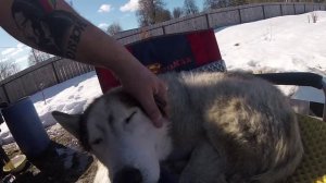 Деревня Соснино (Волчёк)