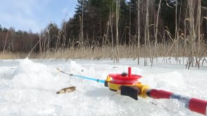 Последний лёд - ловля плотвы по тростникам- самый уловистый период по идее на озере с хитрой плотвой