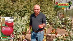 Томат БИФ ПИНК F1 в ОТКРЫТОМ ГРУНТЕ