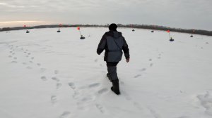 Жерлицы срабатывают одна за другой! Не успеваю ловить живца!